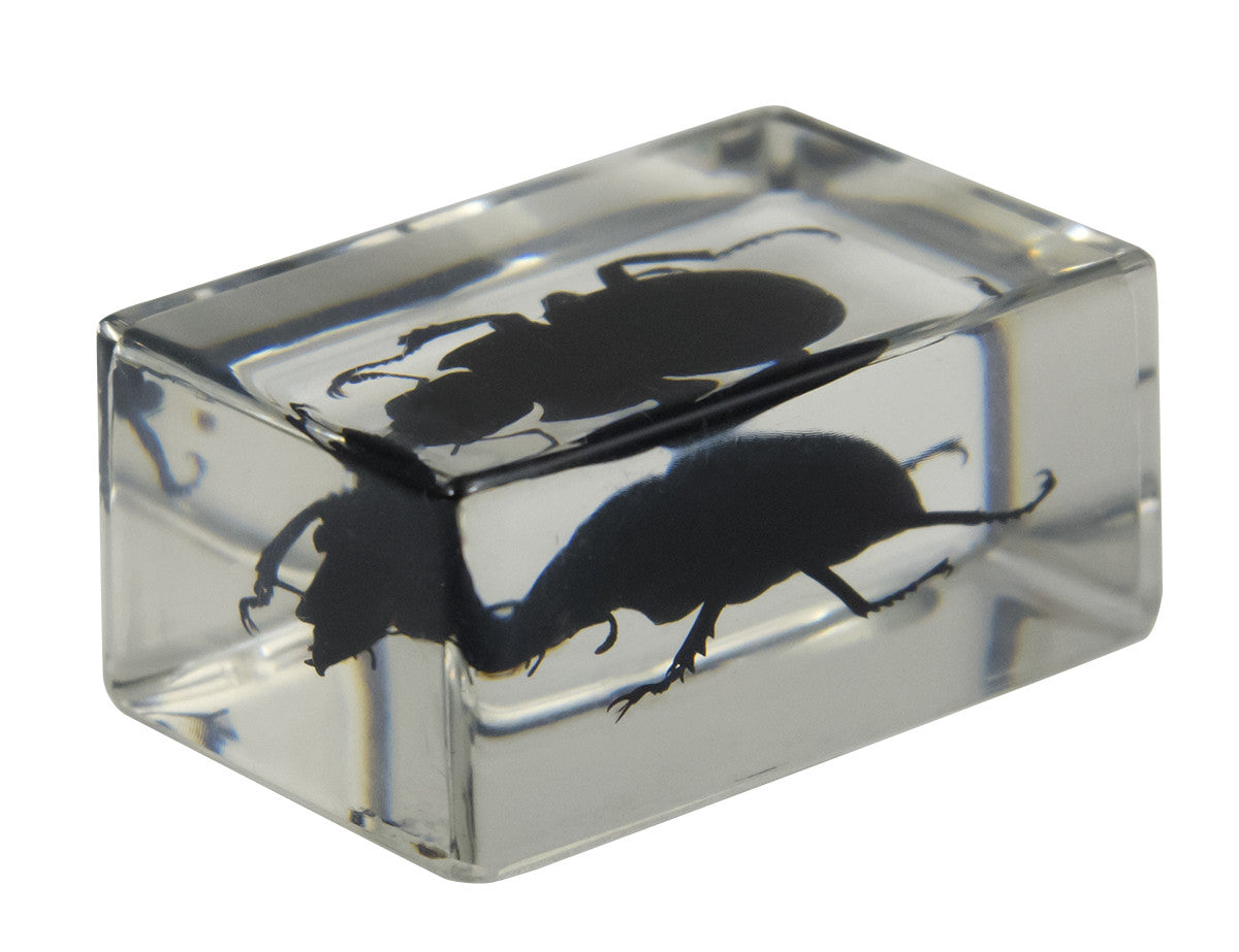3D Bug Specimen Kit #1