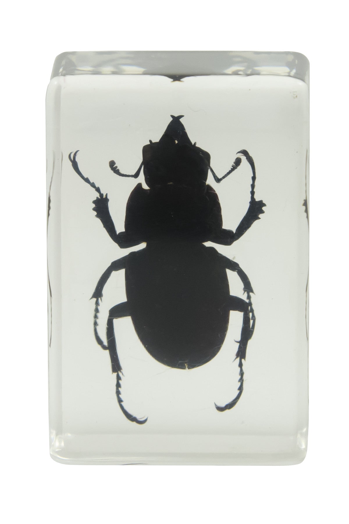 3D Bug Specimen Kit #1
