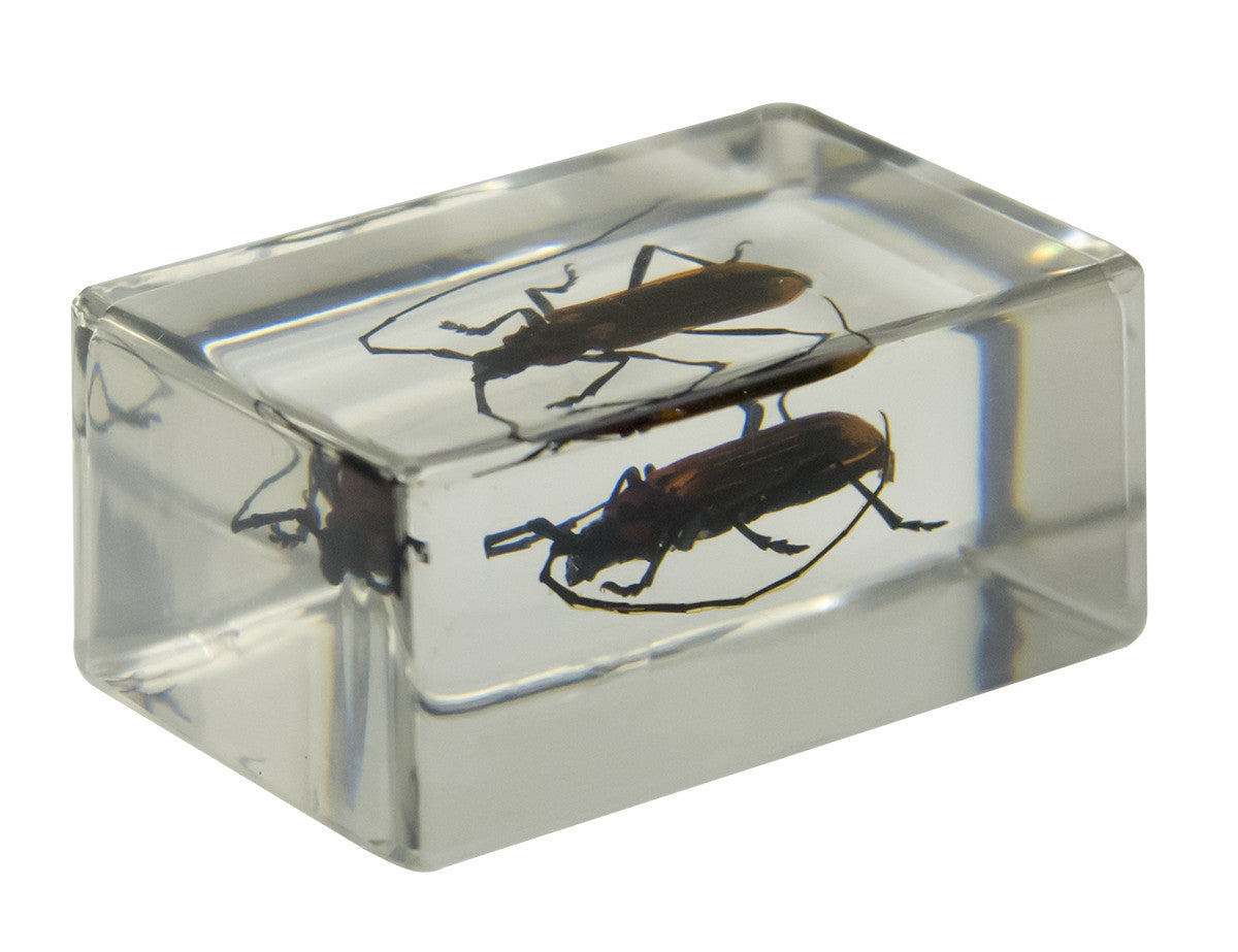 3D Bug Specimen Kit #1