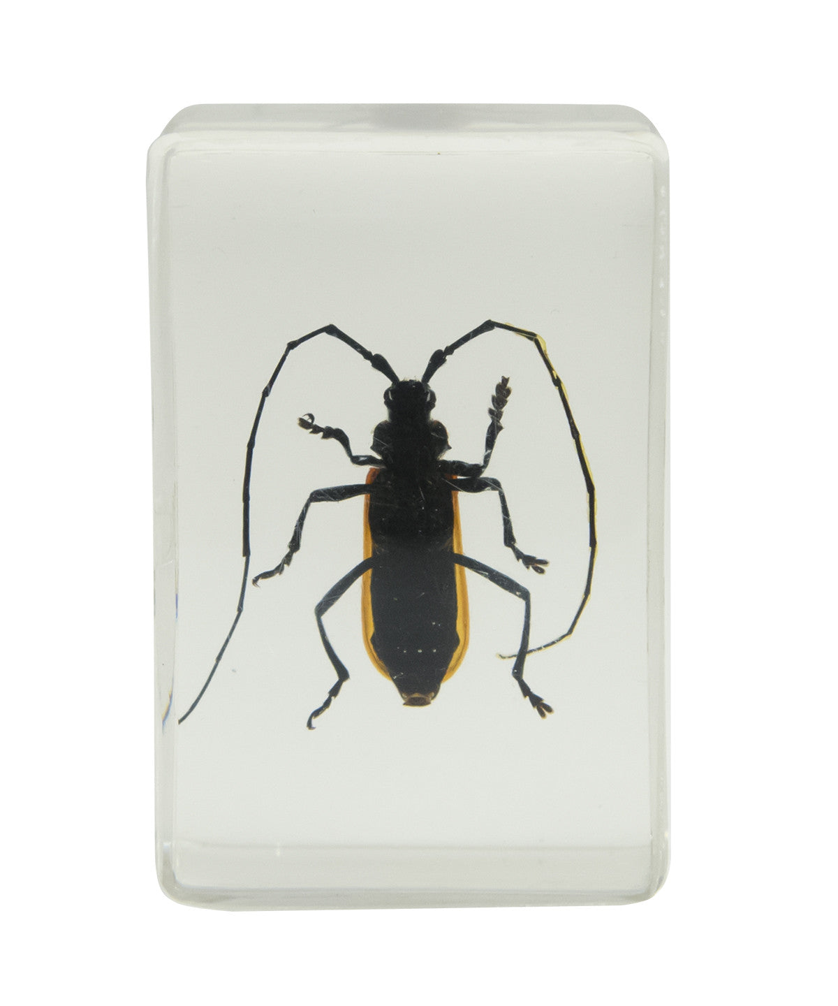 3D Bug Specimen Kit #1
