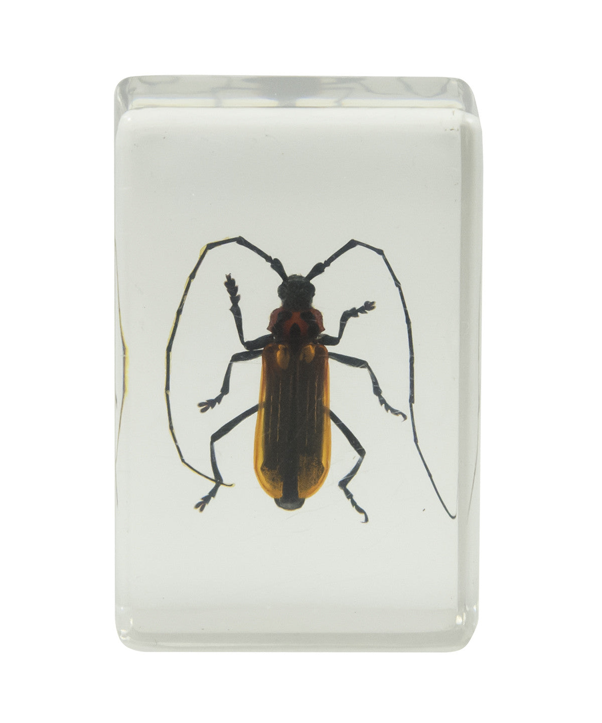 3D Bug Specimen Kit #1