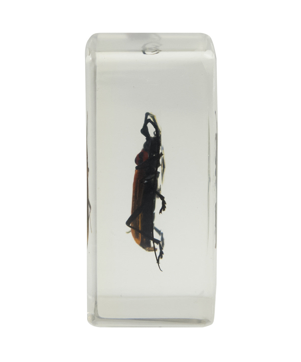 3D Bug Specimen Kit #1