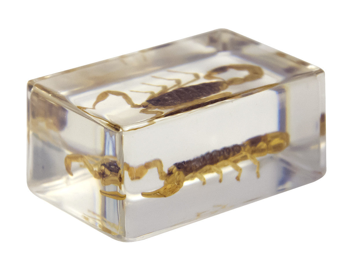 3D Bug Specimen Kit #1