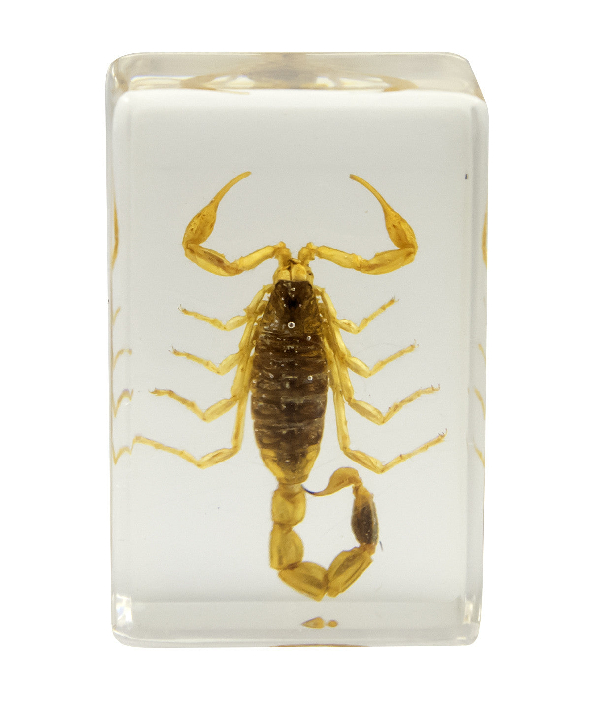 3D Bug Specimen Kit #1
