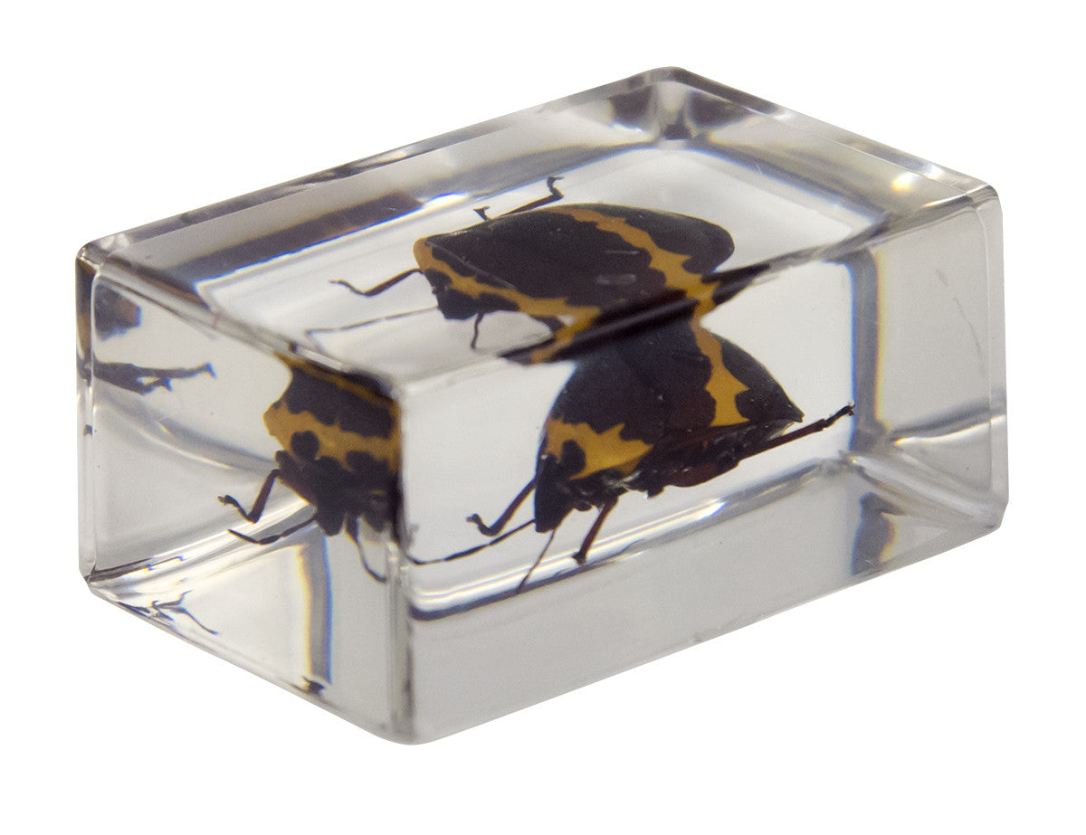 3D Bug Specimen Kit #2