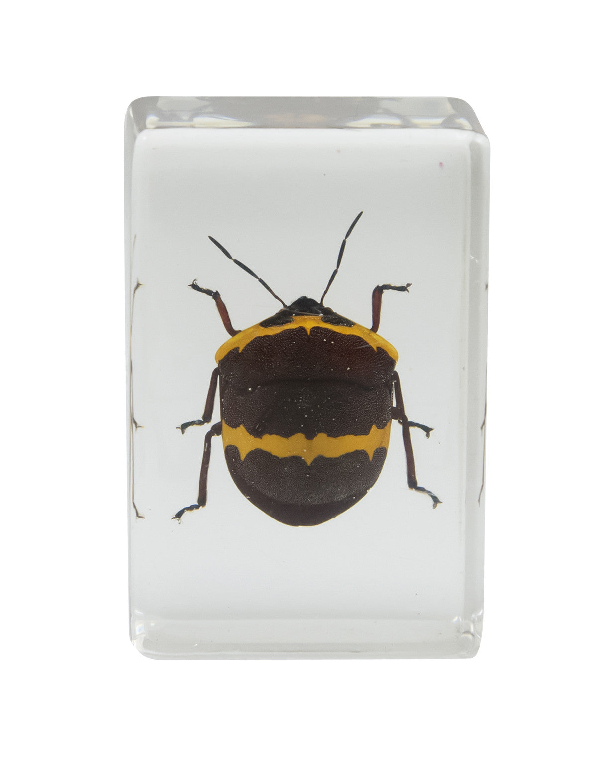 3D Bug Specimen Kit #2