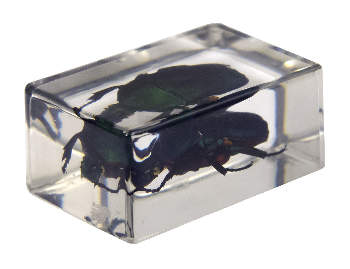 3D Bug Specimen Kit #2