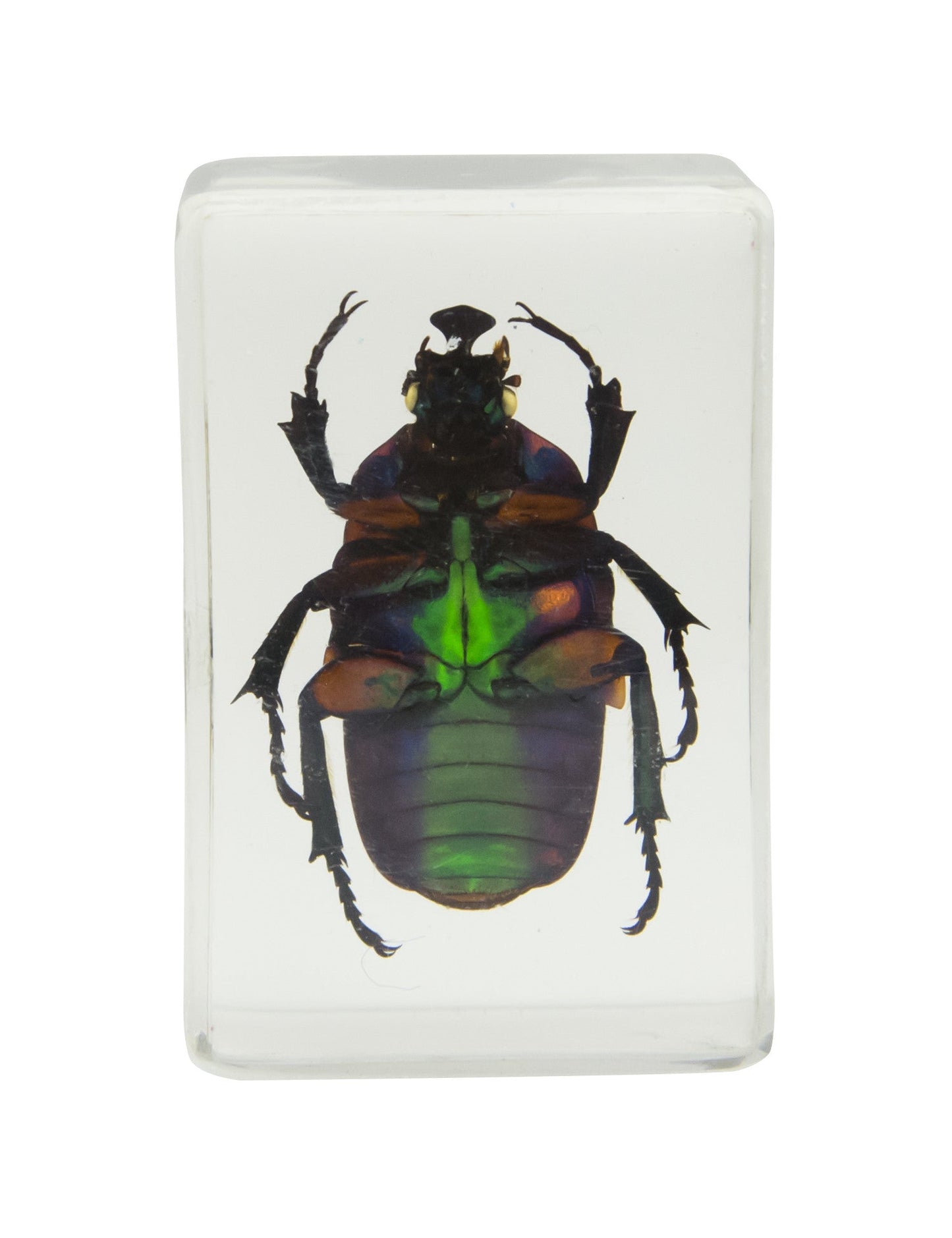 3D Bug Specimen Kit #2