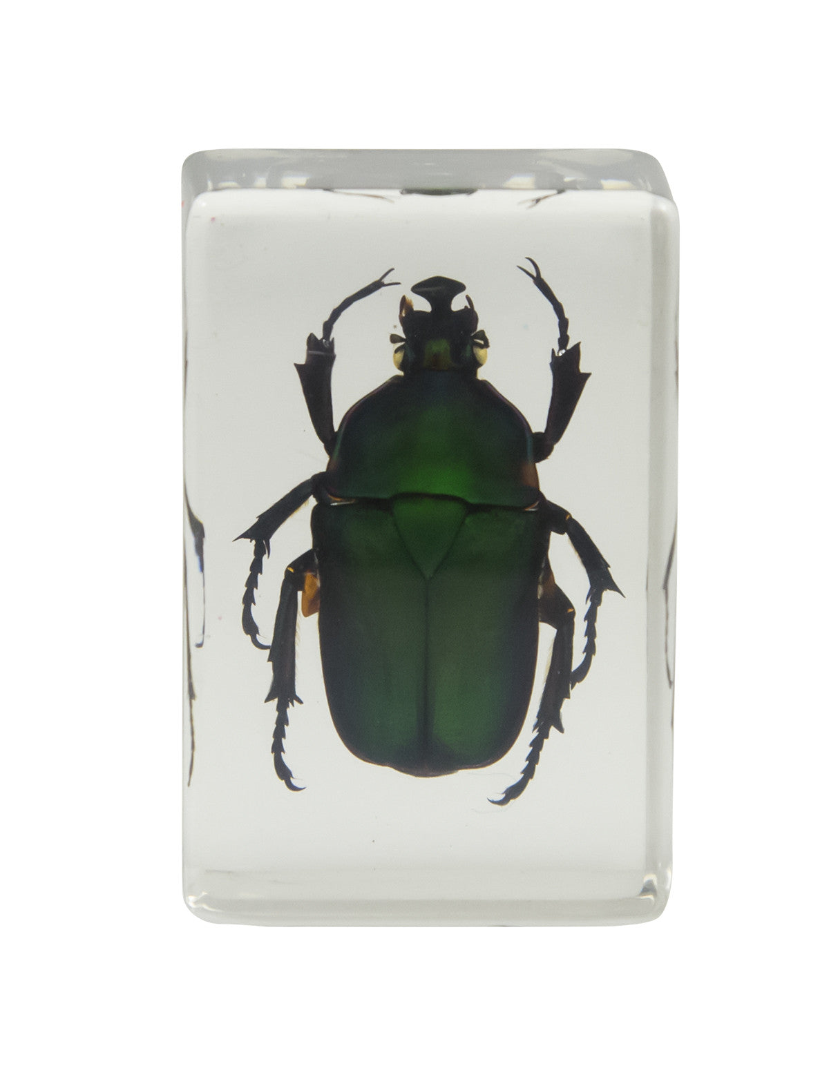 3D Bug Specimen Kit #2