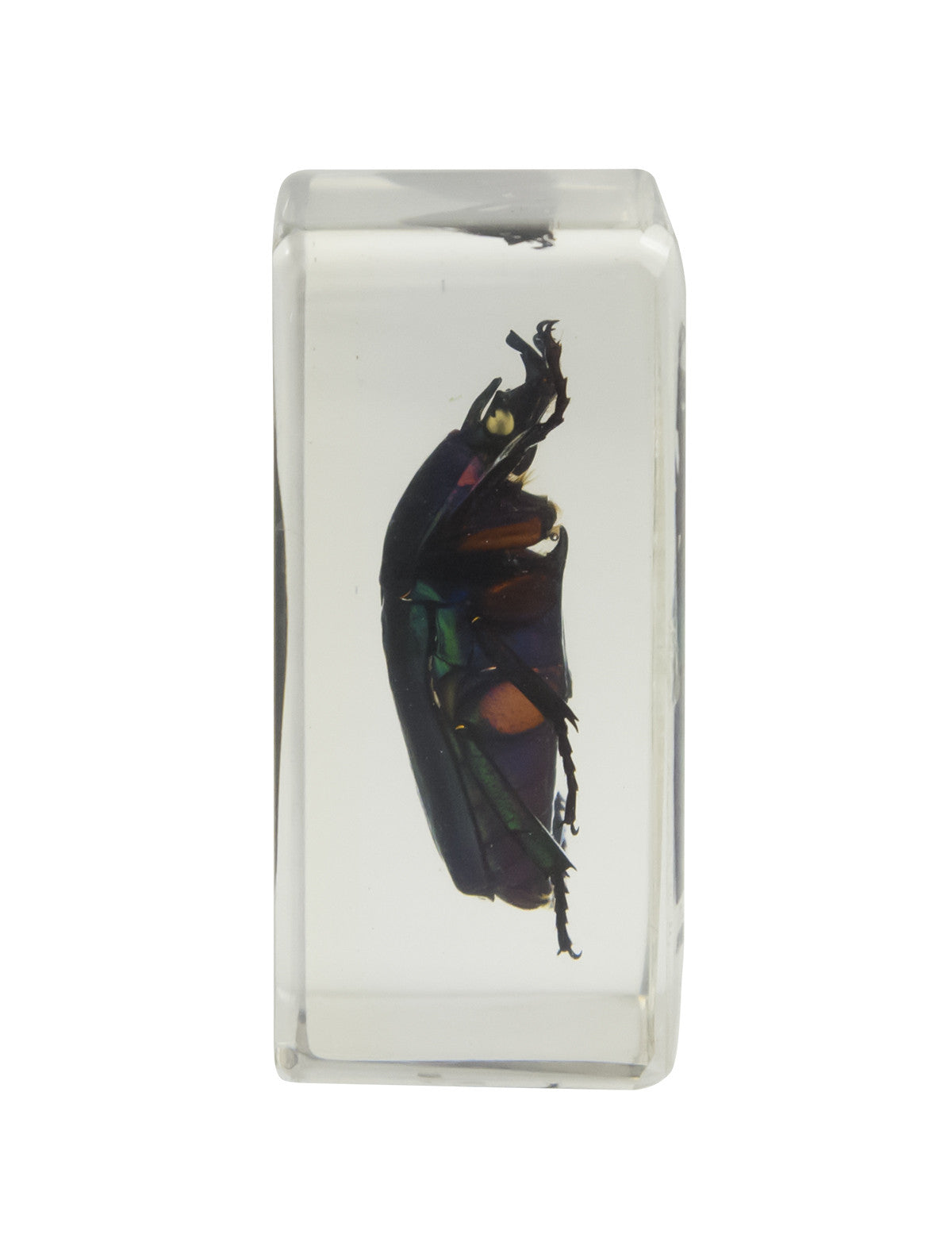 3D Bug Specimen Kit #2