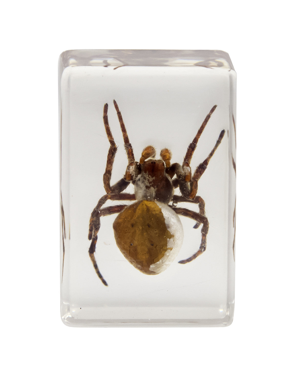3D Bug Specimen Kit #2