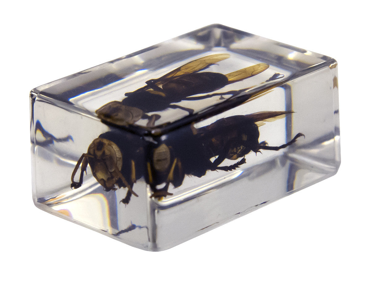 3D Bug Specimen Kit #2