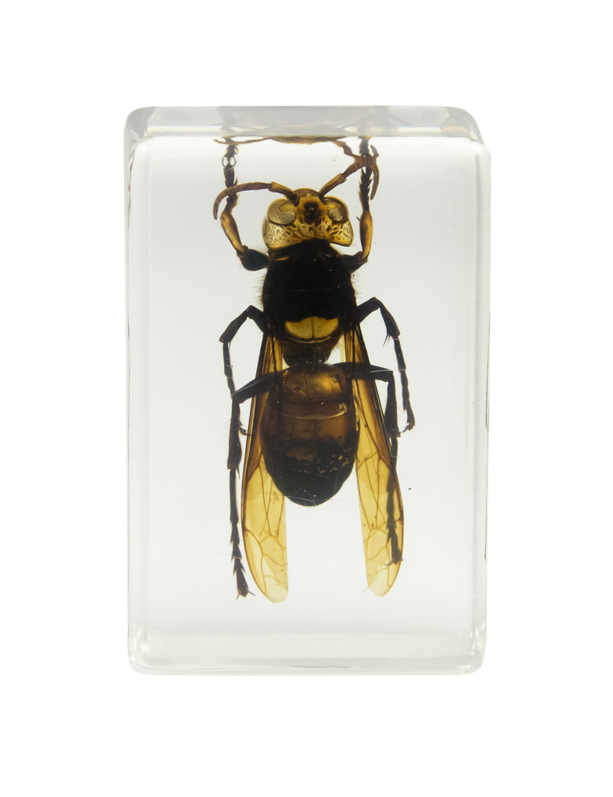 3D Bug Specimen Kit #2