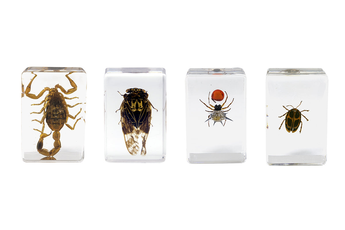 3D Bug Specimen Kit #4