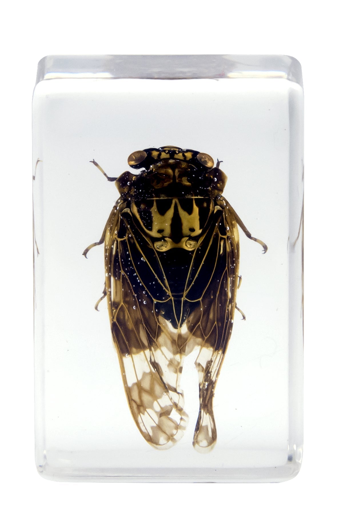 3D Bug Specimen Kit #4
