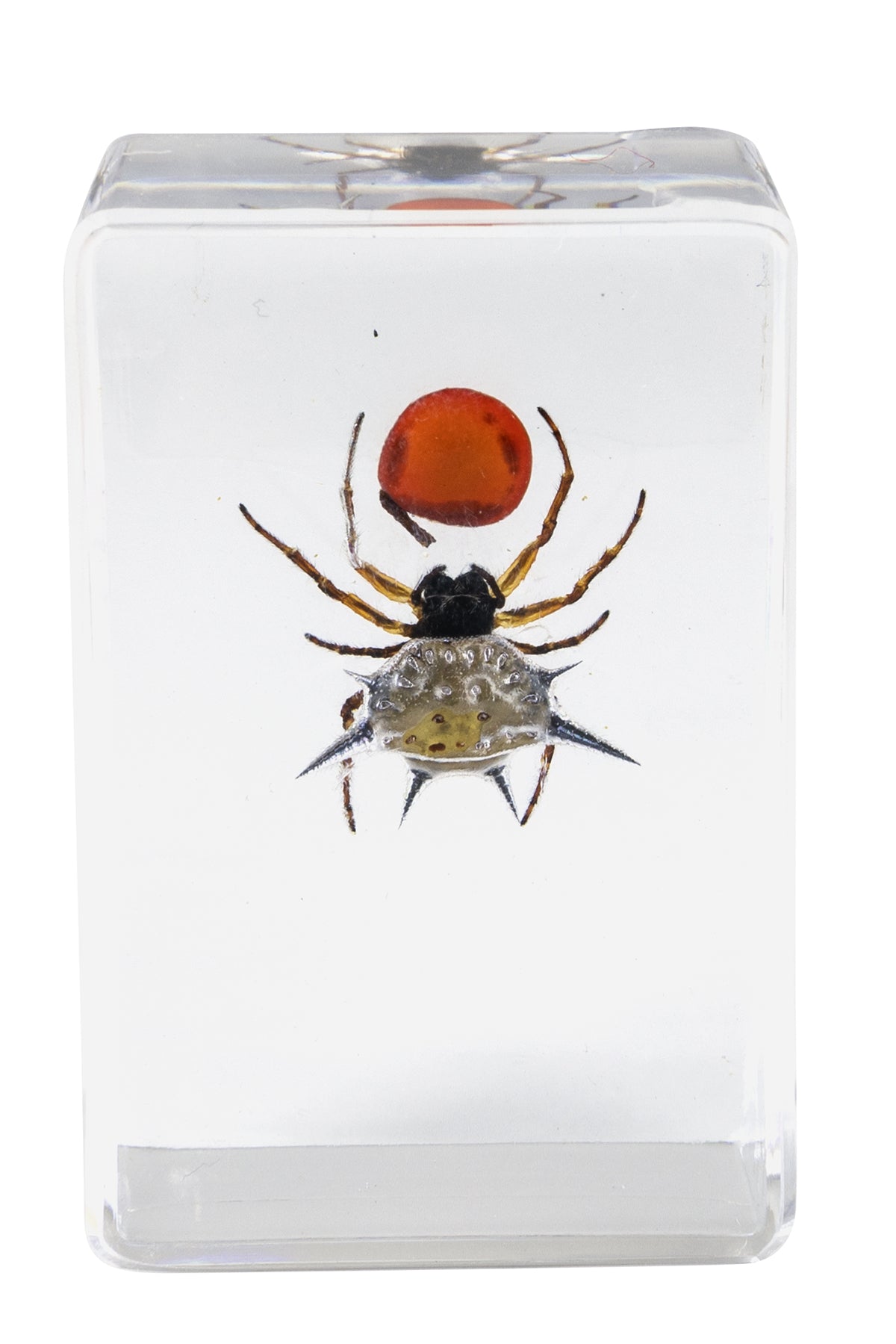 3D Bug Specimen Kit #4