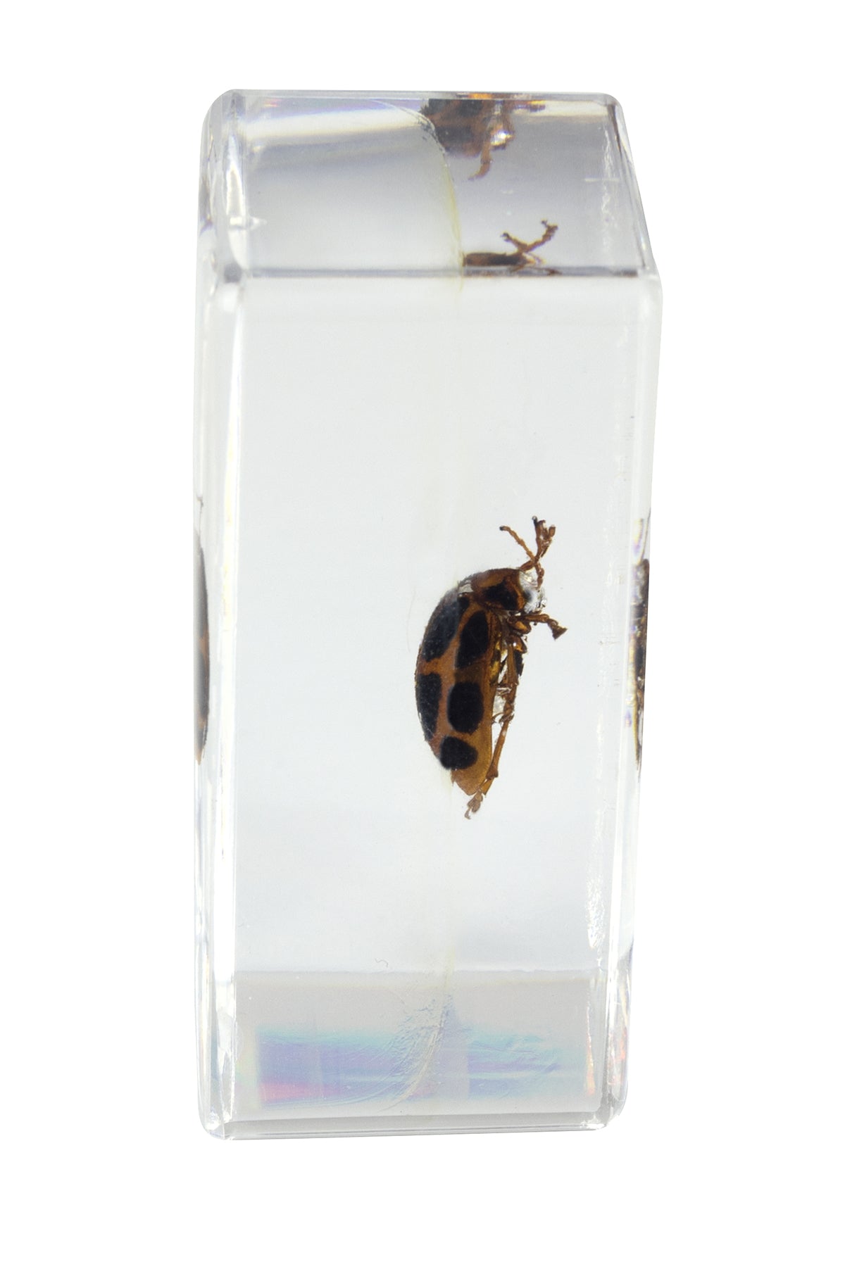 3D Bug Specimen Kit #4