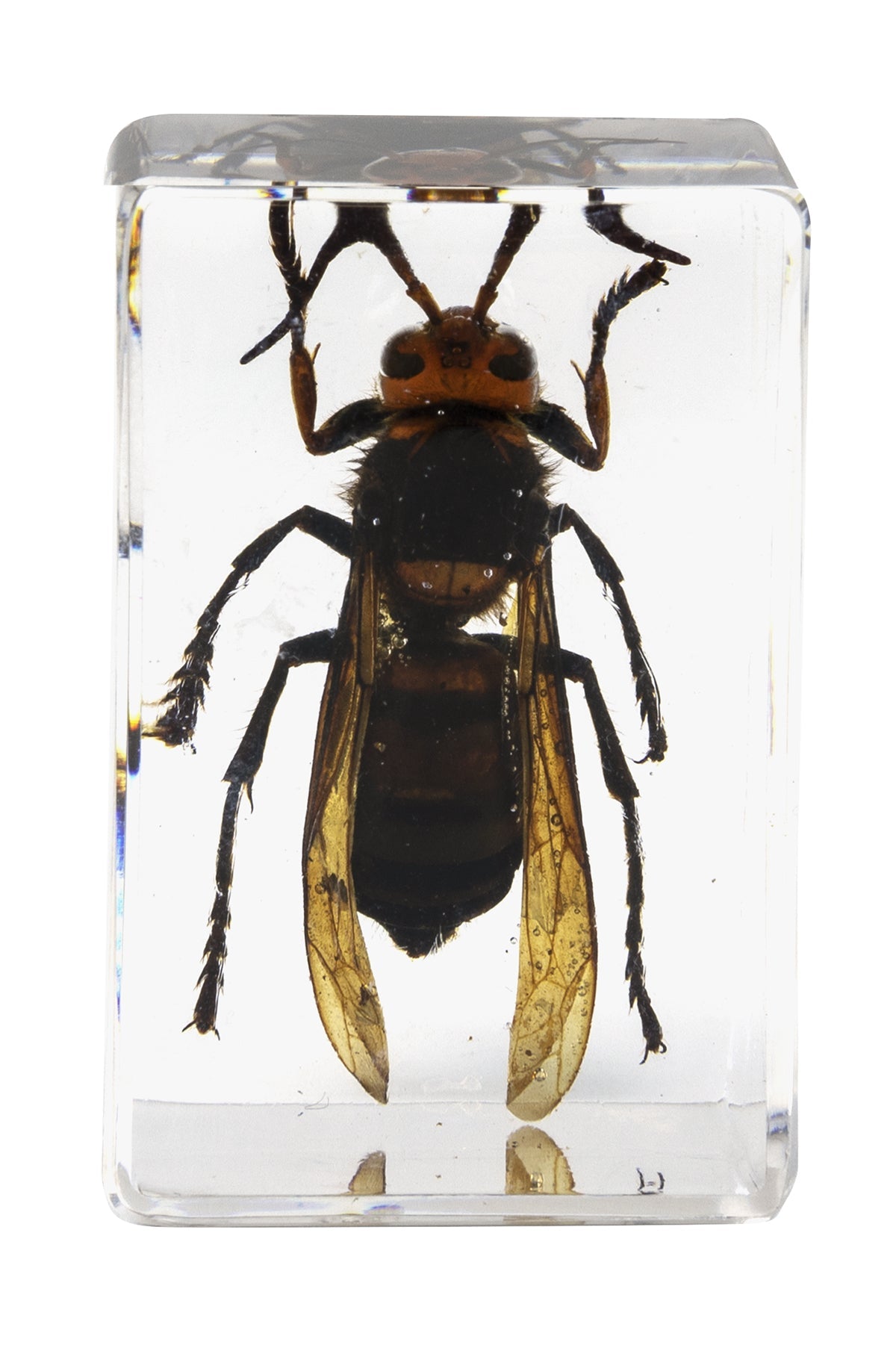 3D Bug Specimen Kit #5