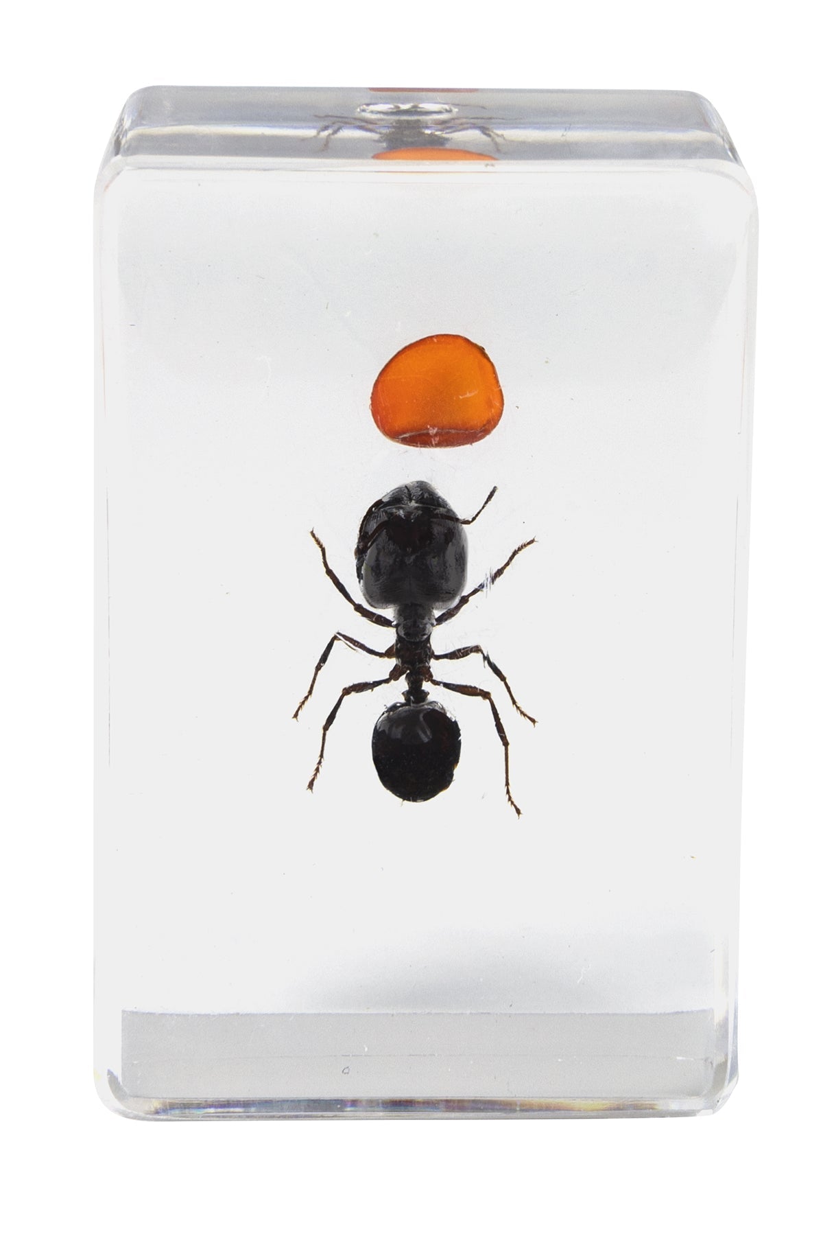 3D Bug Specimen Kit #5