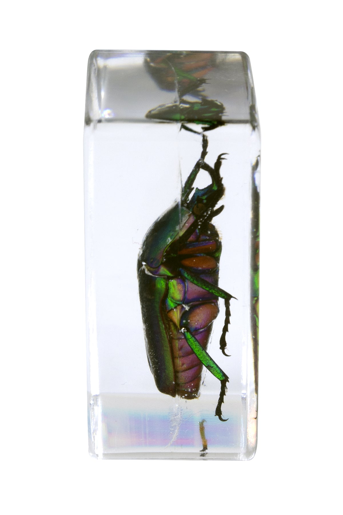 3D Bug Specimen Kit #5