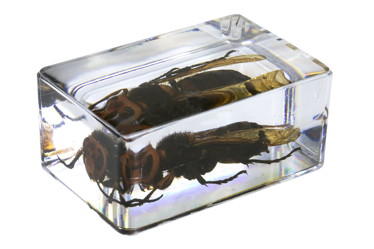 3D Bug Specimen Kit #5