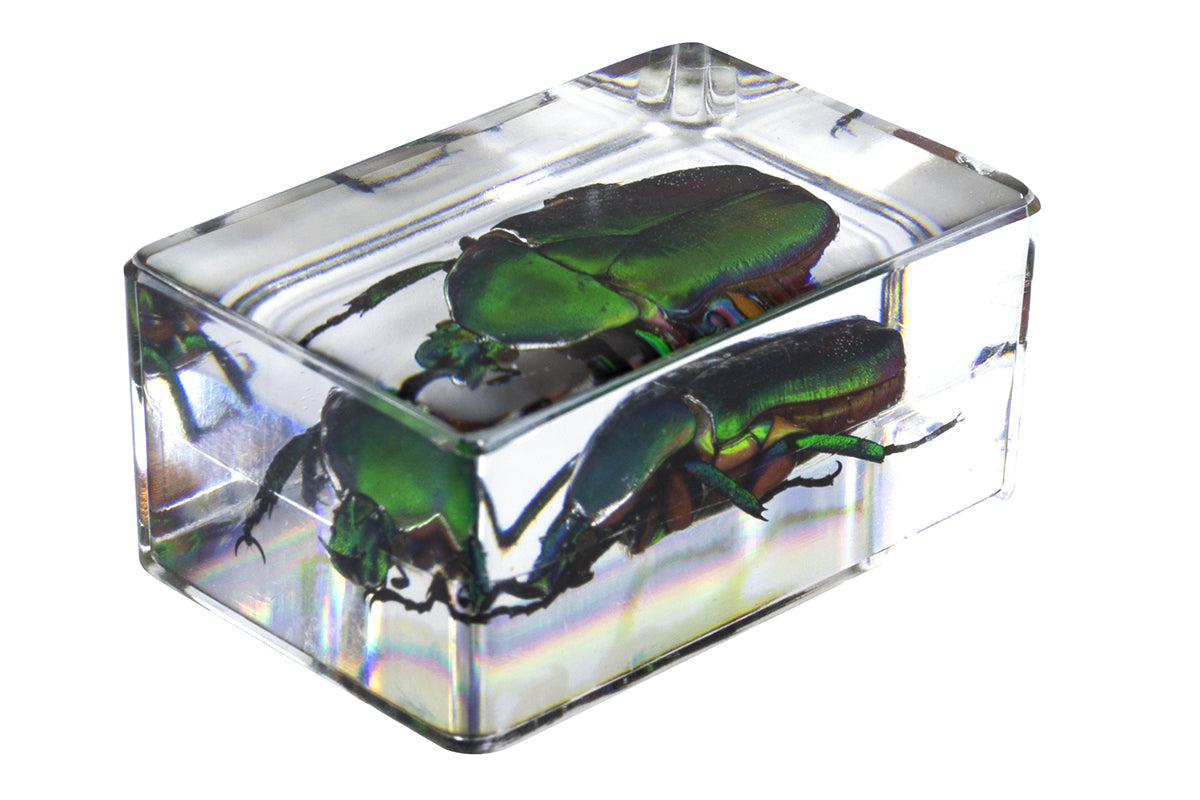 3D Bug Specimen Kit #5