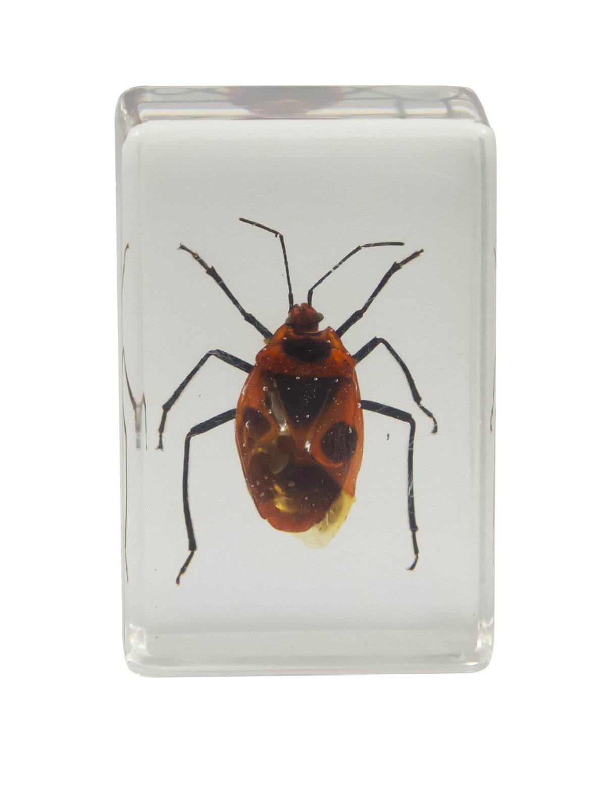 3D Bug Specimen Kit #1