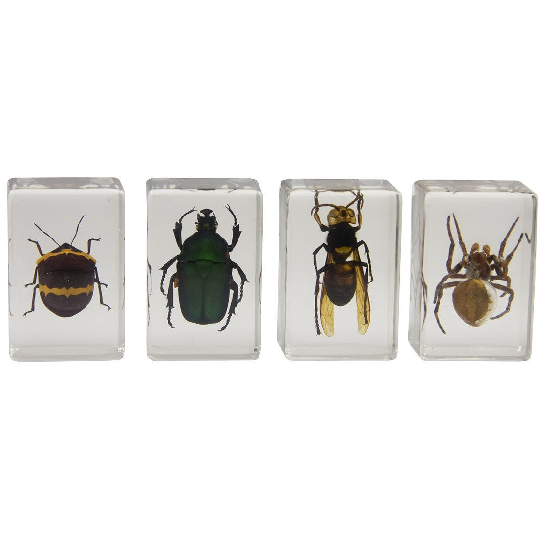 3D Bug Specimen Kit #2