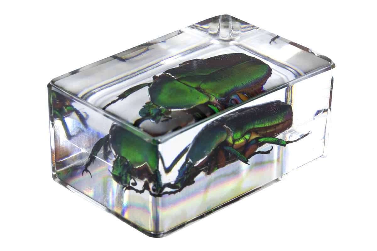 3D Bug Specimen Kit #4