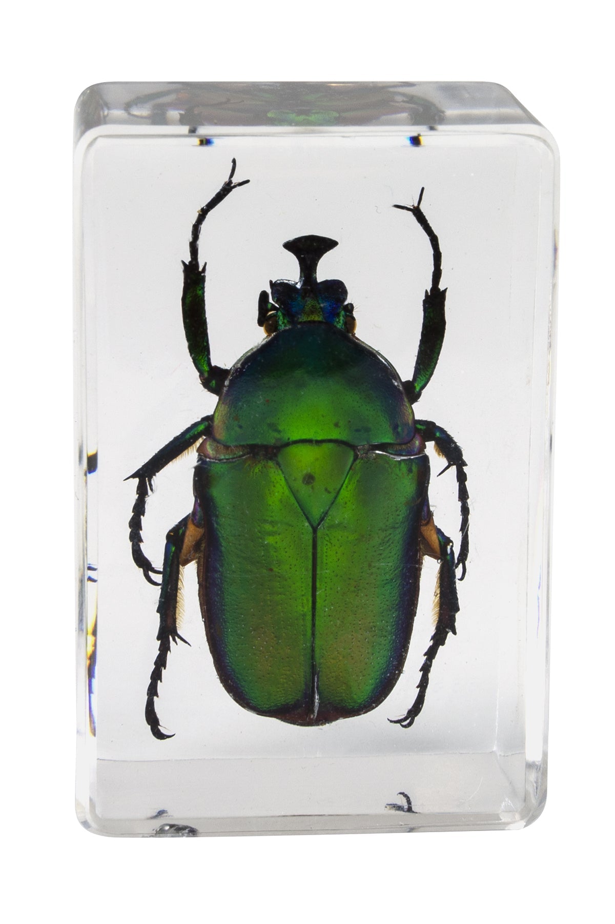 3D Bug Specimen Kit #5