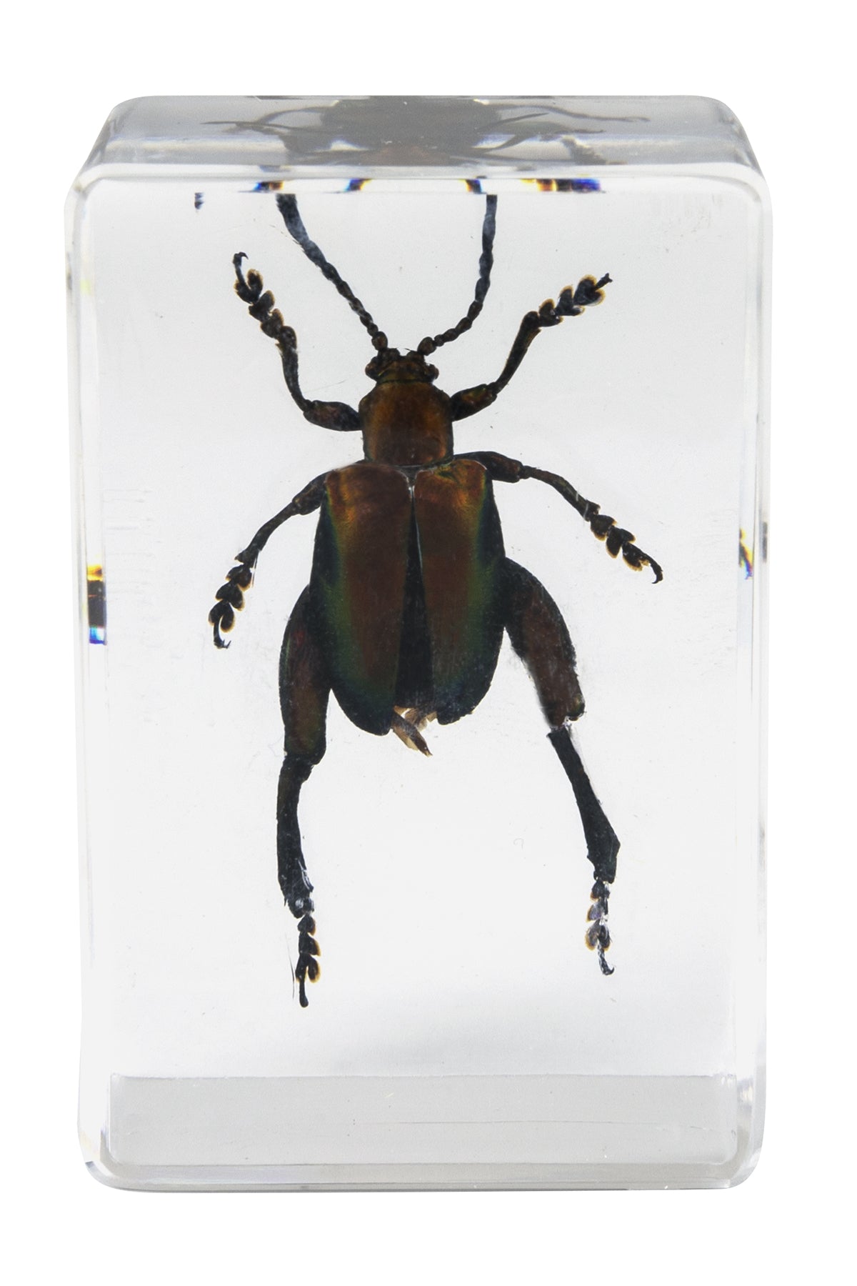 3D Bug Specimen Kit #5