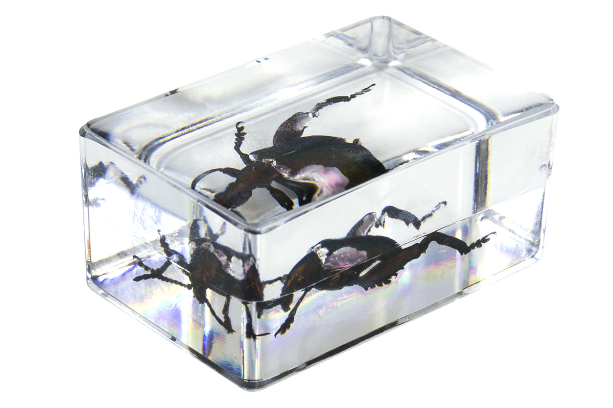 3D Bug Specimen Kit #5